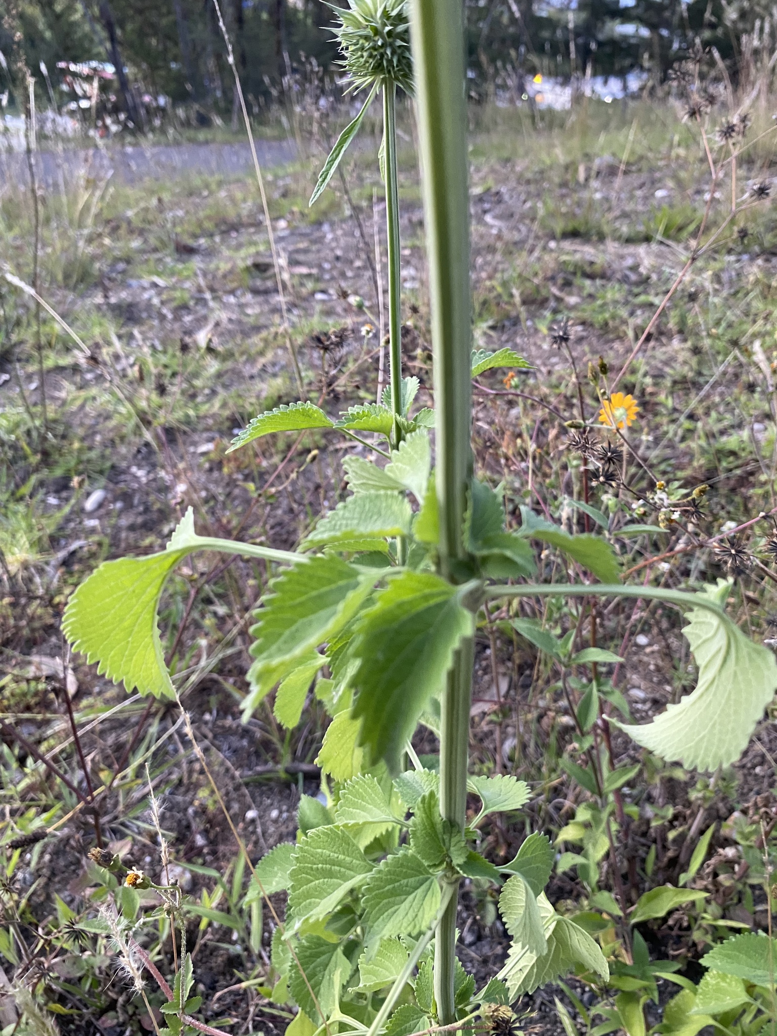 Leonotis image