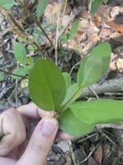 Lindera subcoriacea, photograph author not stated, no rights reserved