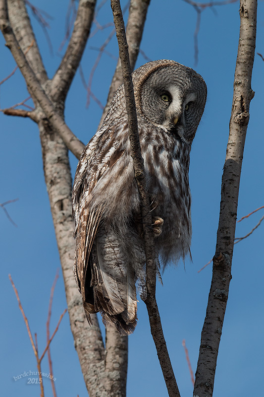 iNaturalist.org. А. Яковлев, Заволжский р-н Чувашия, март 2015
