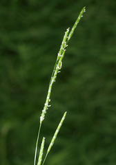 Glyceria declinata