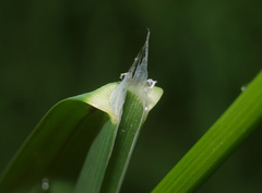 Glyceria declinata