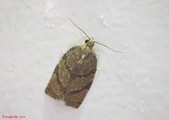 Argyrotaenia juglandana