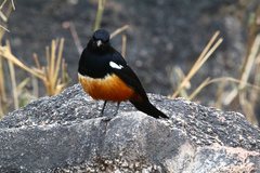 Thamnolaea cinnamomeiventris