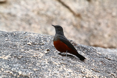 Thamnolaea cinnamomeiventris