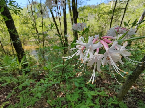 Rhododendron canescens