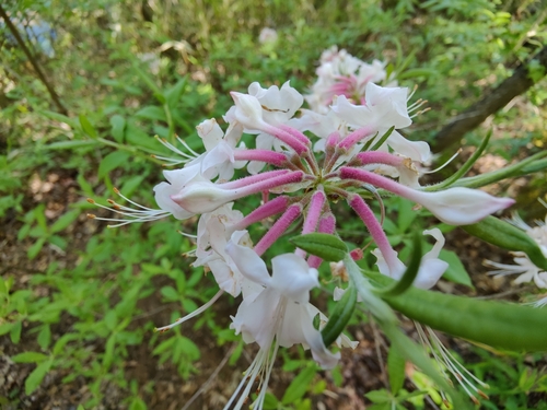 Rhododendron canescens