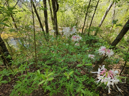 Rhododendron canescens