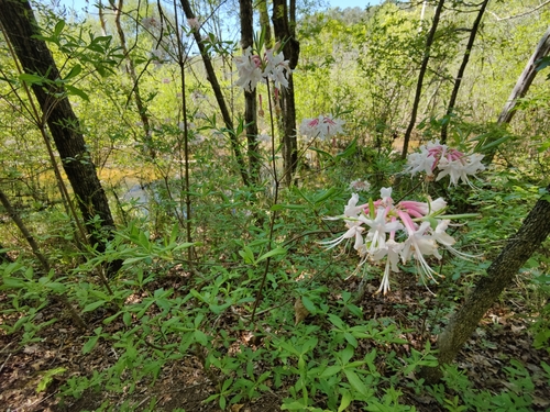 Rhododendron canescens