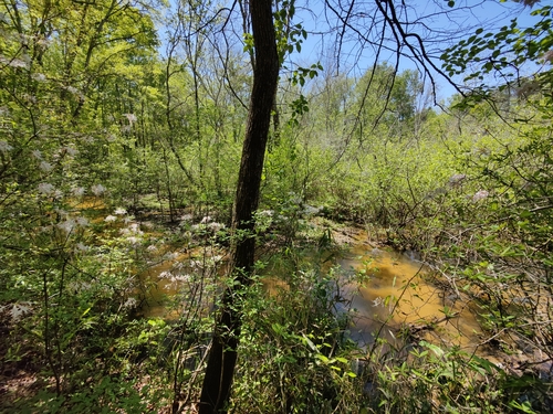 Rhododendron canescens