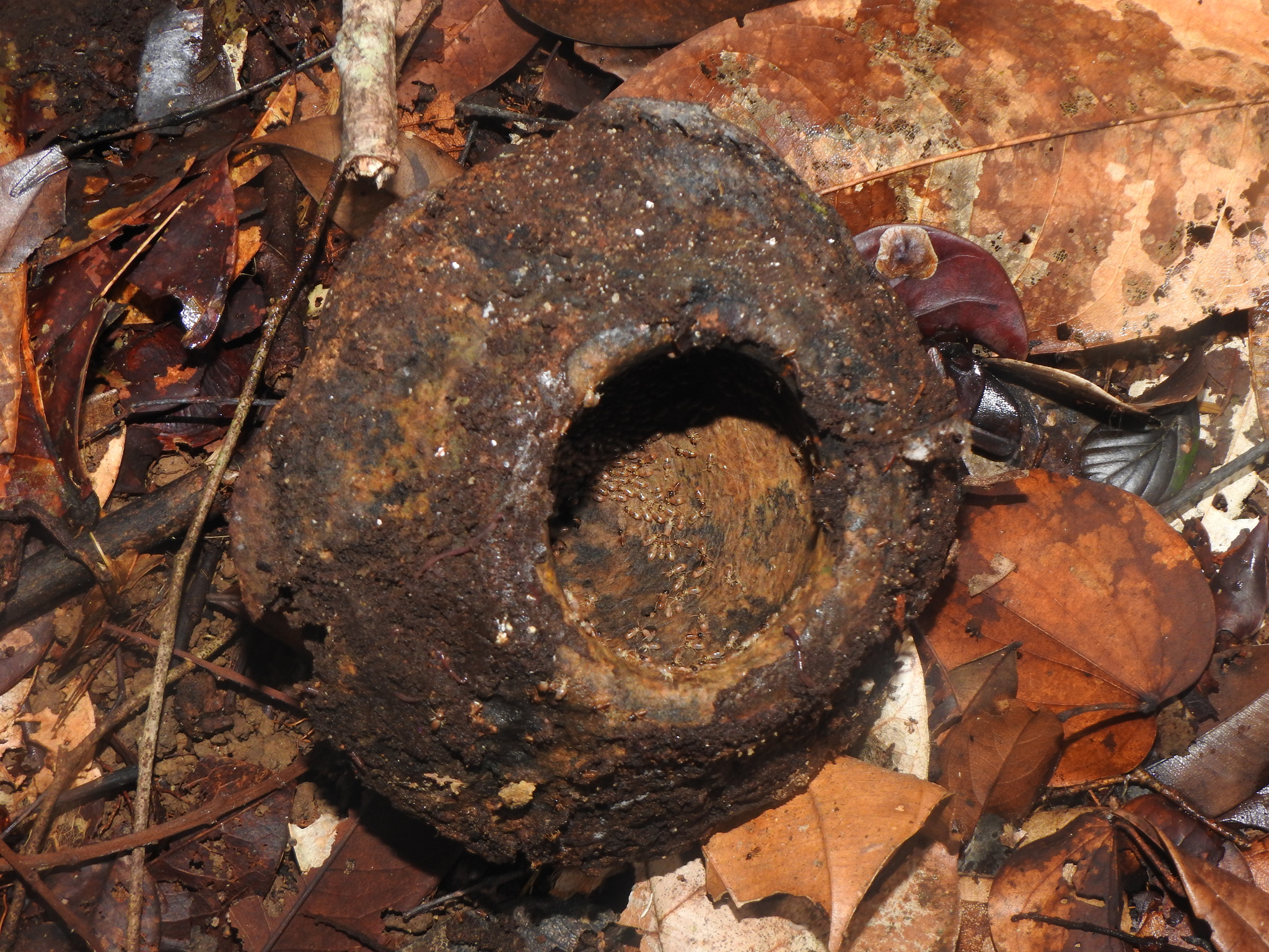 Imagem de Castanha-sapucaia