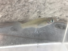 Gambusia rhizophorae