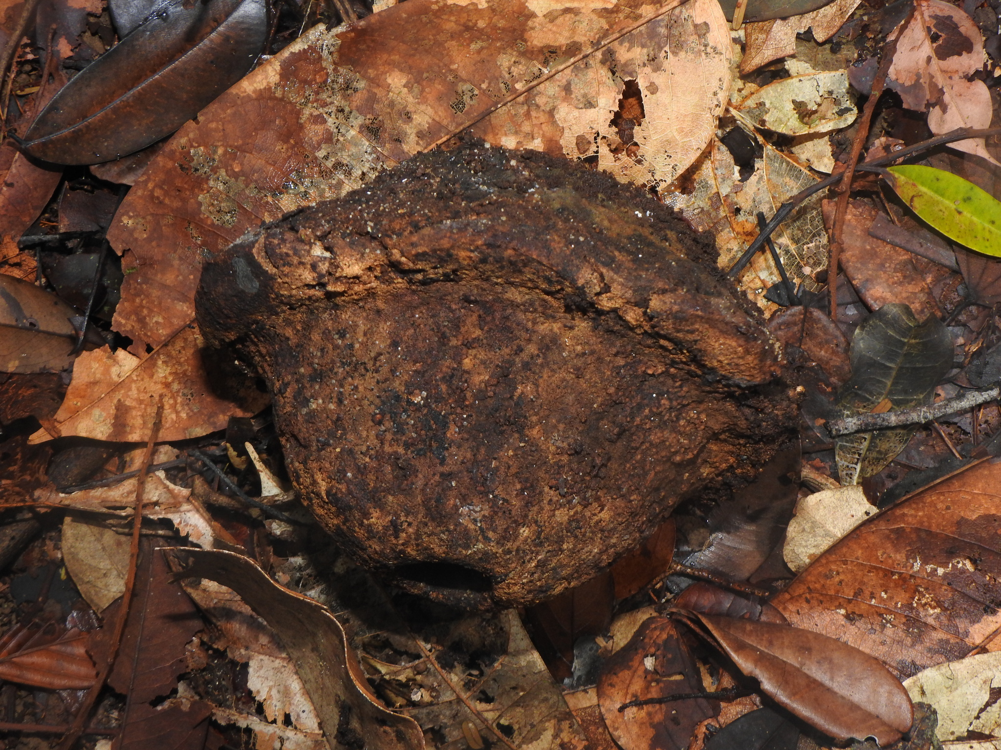 Imagem de Castanha-sapucaia