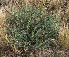 Asclepias brachystephana