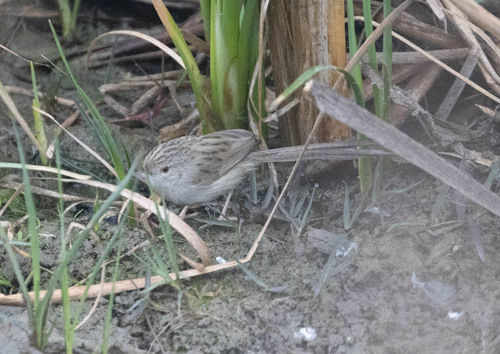 Delicate Prinia (Prinia lepida), photo 5