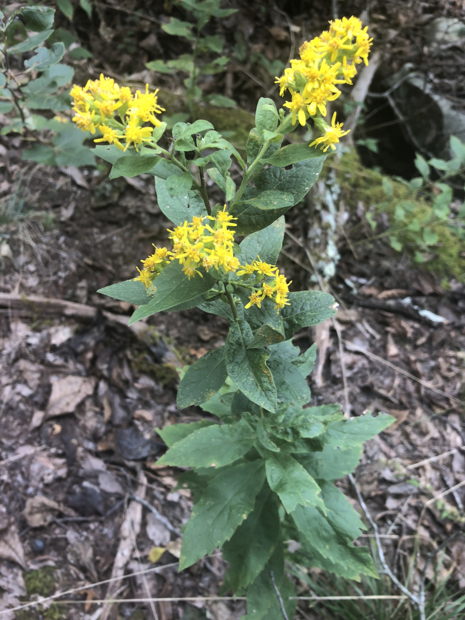 Solidago buckleyi