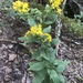 Buckley's Goldenrod - Photo (c) Brian Keener, some rights reserved (CC BY-NC), uploaded by Brian Keener