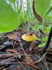 Amanita flavoconia image