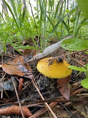 Amanita flavoconia image
