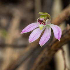 Caladenia variegata