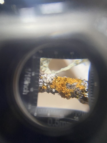 iNaturalist observation photo of Poplar Sunburst Lichen