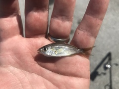 Eucinostomus harengulus