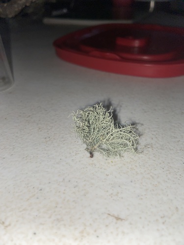 iNaturalist observation photo of Boreal Beard Lichen