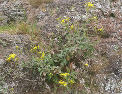 Senecio banksii