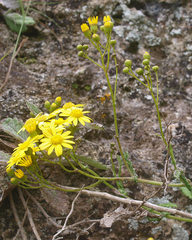Senecio banksii