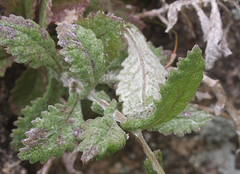 Senecio banksii
