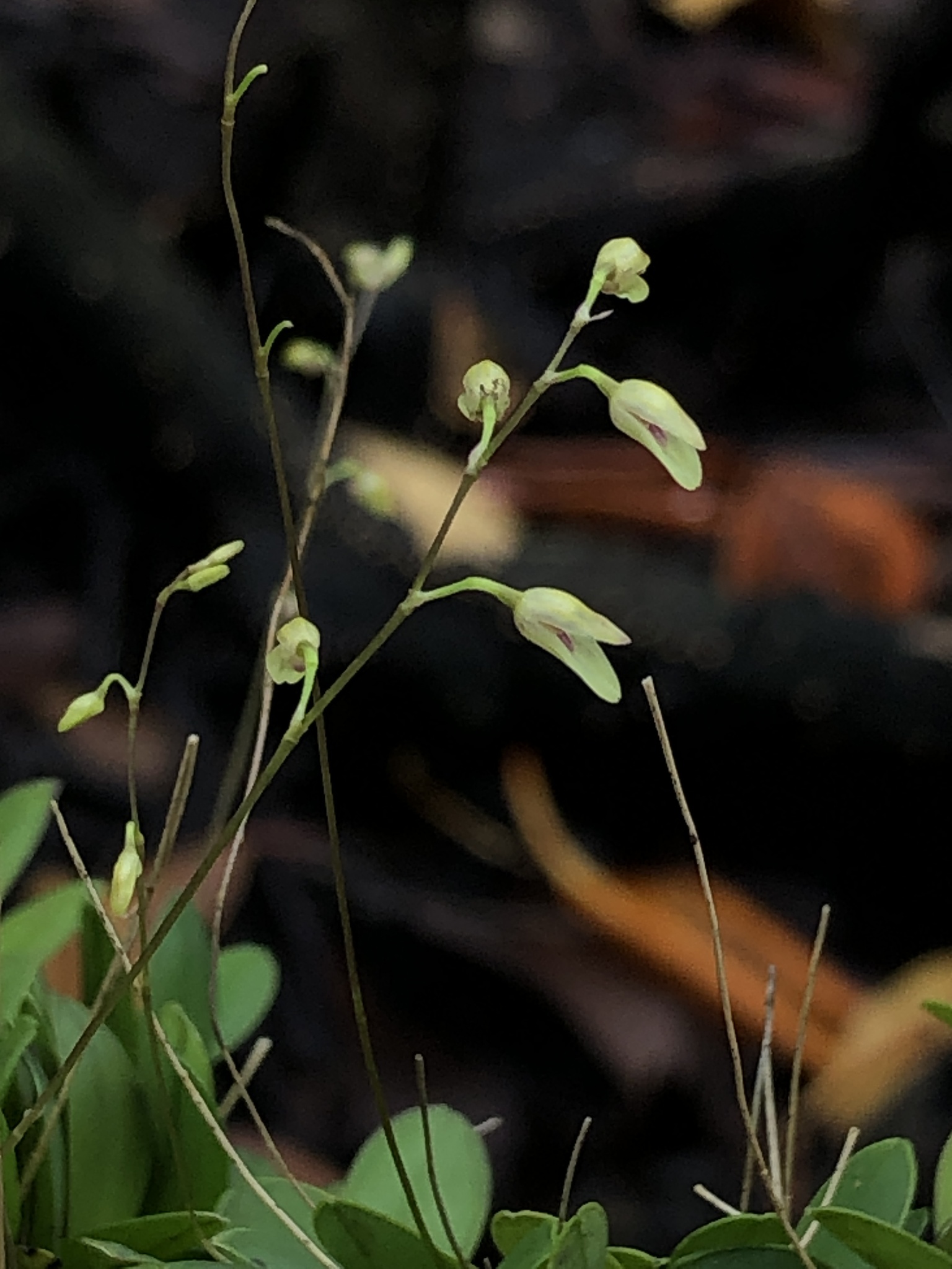 Specklinia grobyi