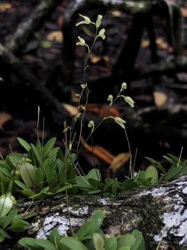 Specklinia grobyi, photograph 6