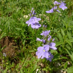 Veronica austriaca