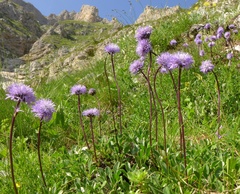 Globularia