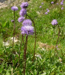 Globularia