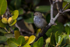 Inland Thornbill photo 4