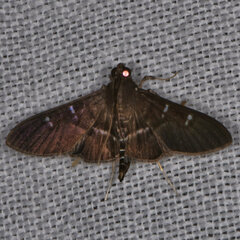 Image of Desmia ploralis