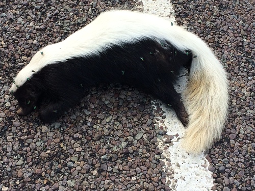 Conepatus leuconotus