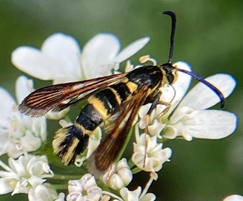 Oak Gall Borer Moth photo 5