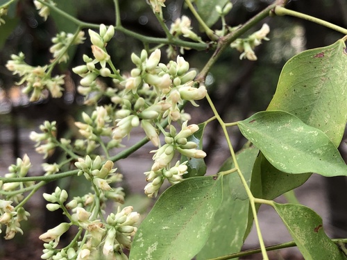 Dalbergia cochinchinensis, 2023-04-12