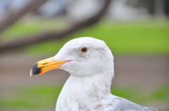 Western Gull photo 3