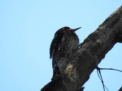 Sphyrapicus ruber × nuchalis