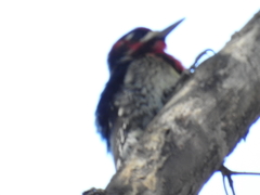 Sphyrapicus ruber × nuchalis