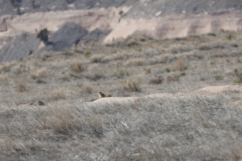 Prairie Dog
