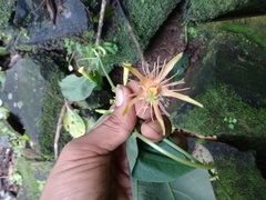 Passiflora jorullensis