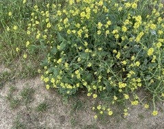 Turnip Weed (Rapistrum rugosum)
