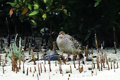 Ortygornis pondicerianus