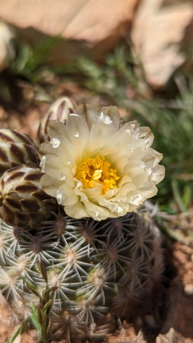 Image of Pediocactus bradyi by (c) Andrew Dudley, some rights reserved (CC BY)