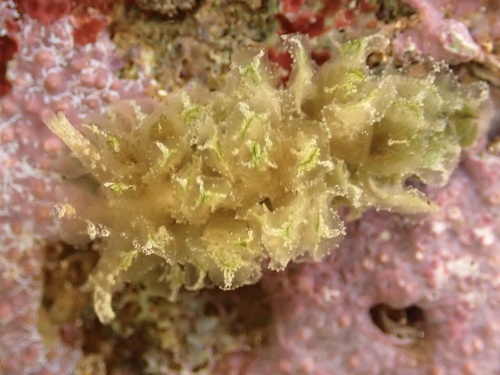 Polybranchia samanthae
