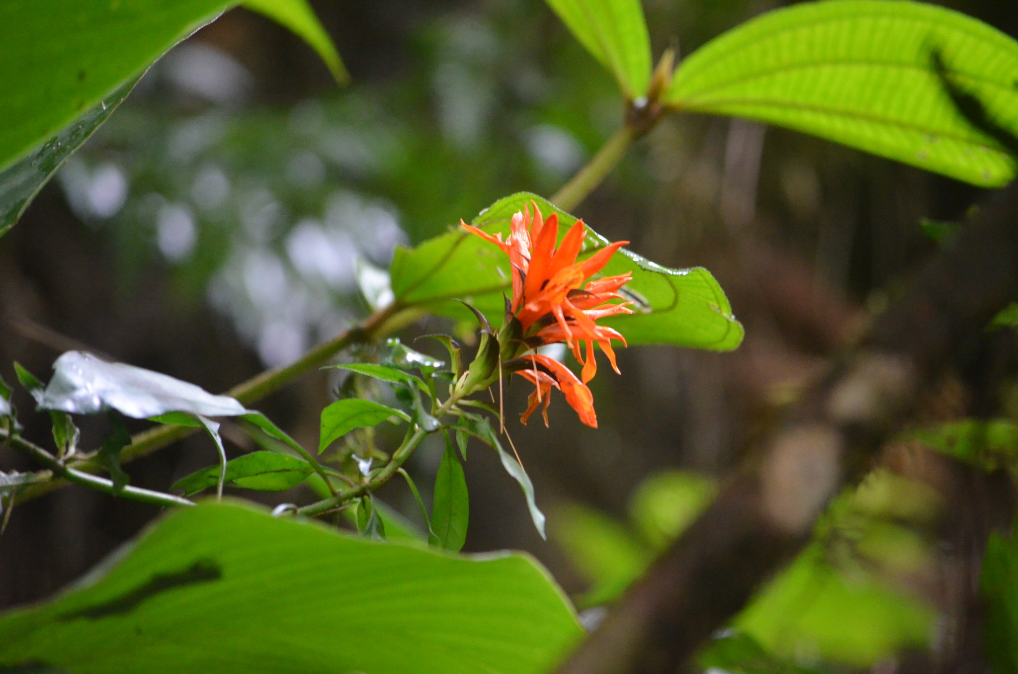 Aphelandra chamissoniana