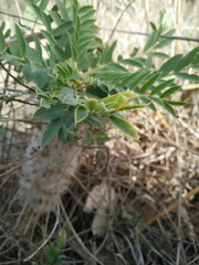 Astragalus oleifolius